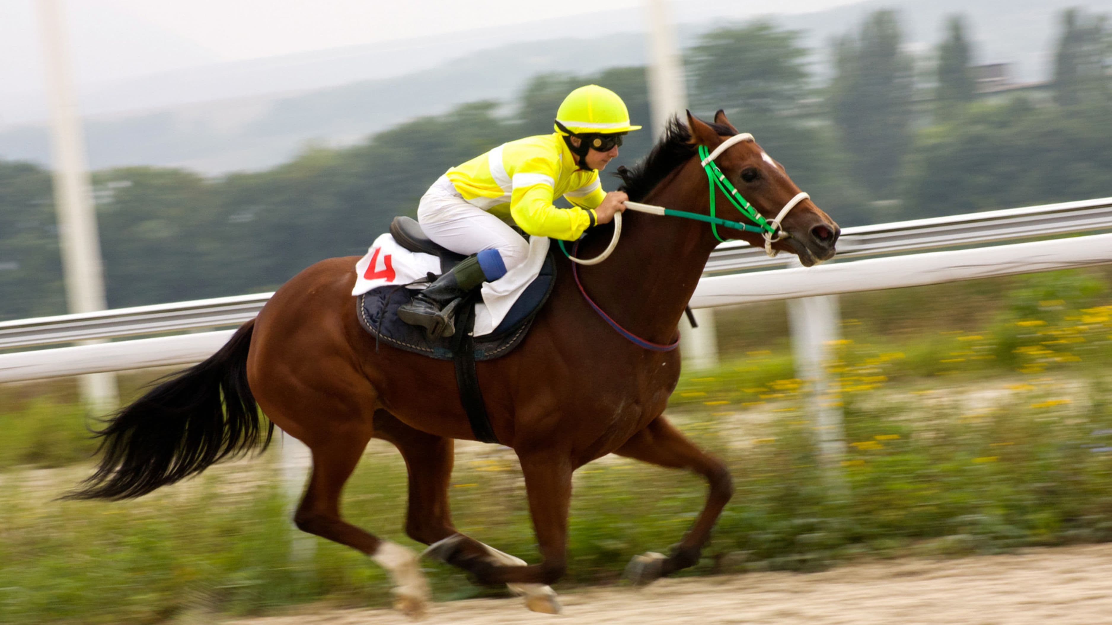 Horse Racing Betting Basics: Pools, Odds & Bet Types